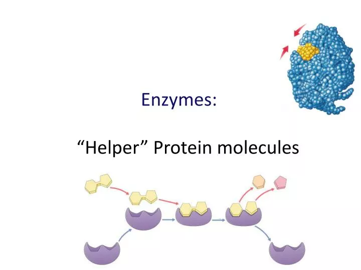 enzymes helper protein molecules