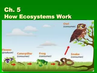 Ch. 5 How Ecosystems Work