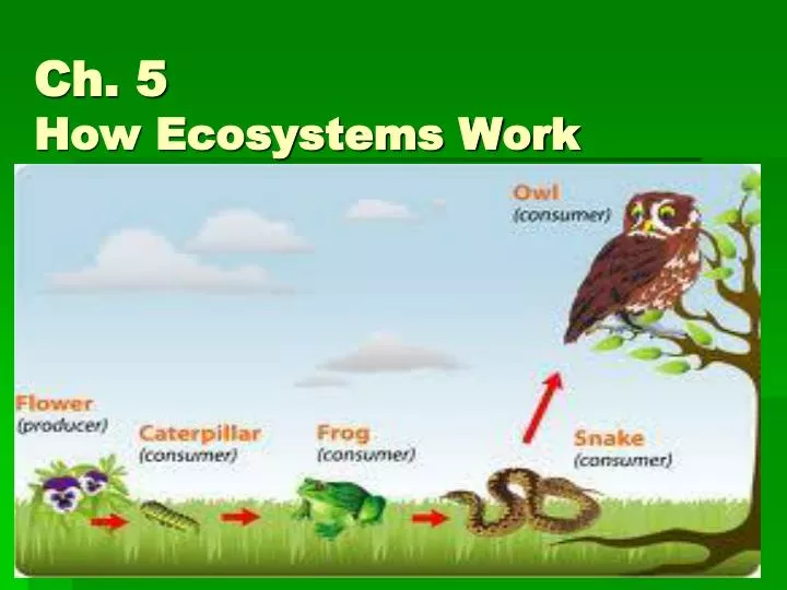 ch 5 how ecosystems work