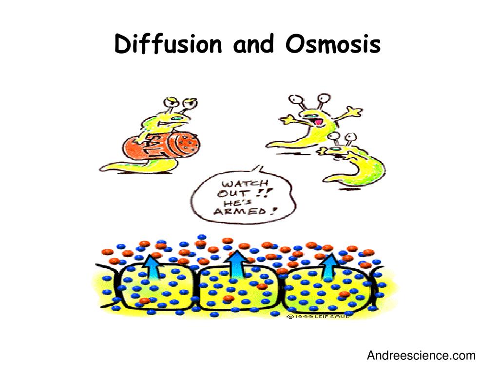 PPT - Diffusion and Osmosis PowerPoint Presentation, free download - ID ...