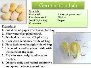 Materials : Corn seed 1 sheet of paper towel