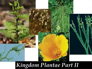 Kingdom Plantae Part II
