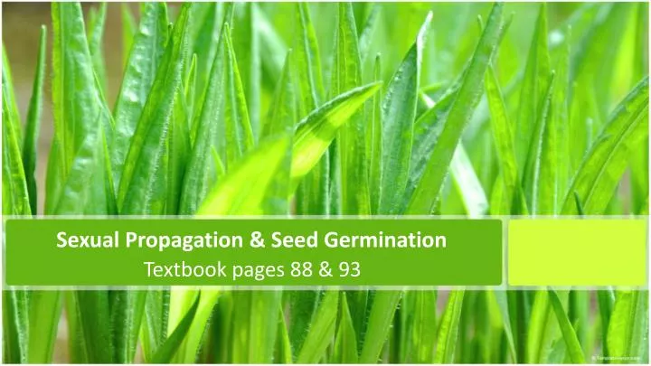 sexual propagation seed germination