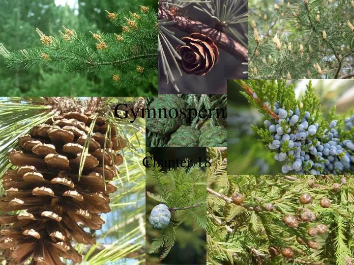 gymnosperms