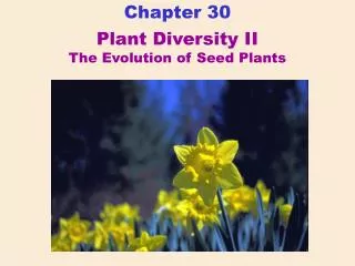 Plant Diversity II The Evolution of Seed Plants
