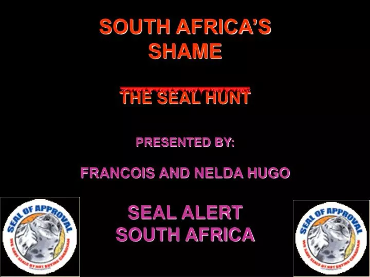 south africa s shame the seal hunt