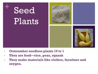 Seed 	Plants
