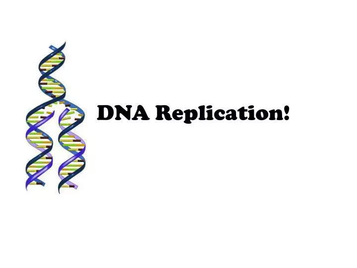 dna replication