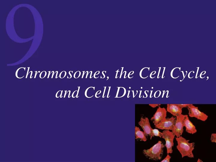 chromosomes the cell cycle and cell division