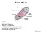 Oral cavity - slide 1