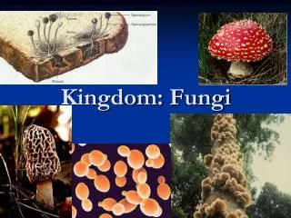 Kingdom: Fungi