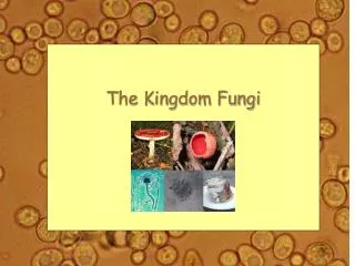 The Kingdom Fungi