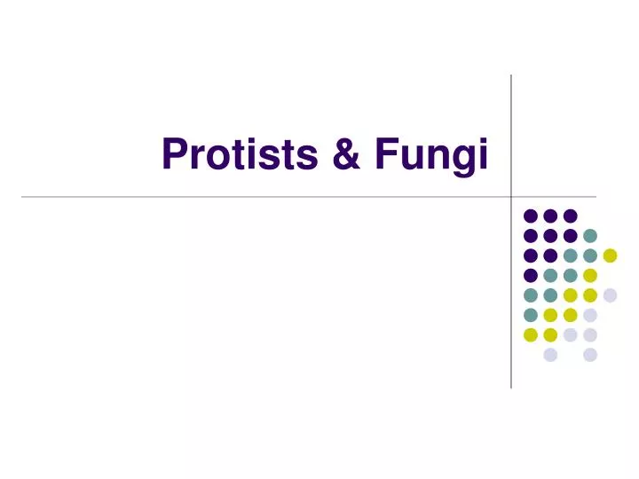 protists fungi