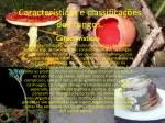 Características e classificações dos fungos. - slide 1