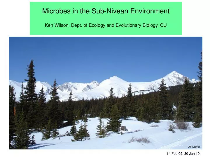 microbes in the sub nivean environment ken wilson dept of ecology and evolutionary biology cu