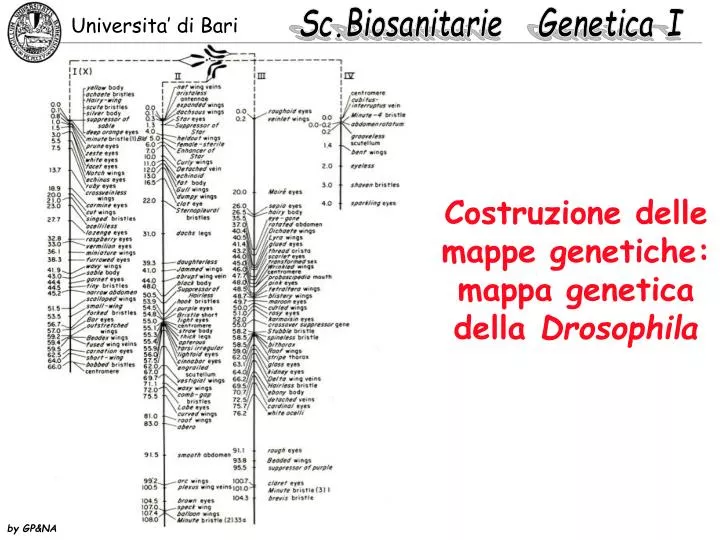 costruzione delle mappe genetiche mappa genetica della drosophila