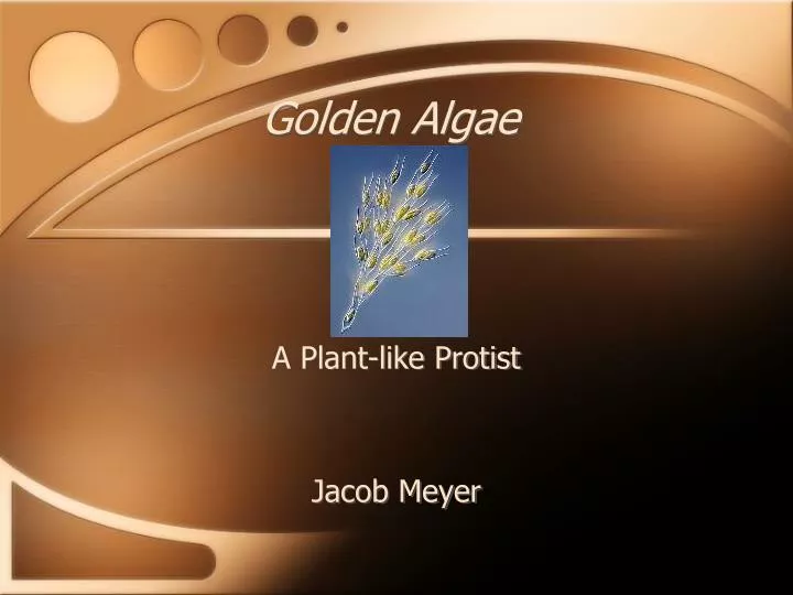 golden algae