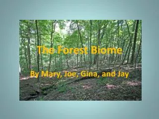 The Forest Biome