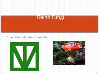 reino fungi