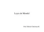 Leyes de Mendel - slide 1