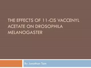 The Effects of 11-Cis Vaccenyl Acetate on Drosophila melanogaster