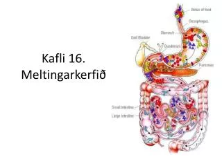 kafli 16 meltingarkerfi