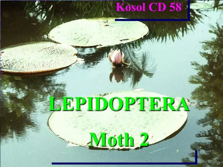 lepidoptera moth 2