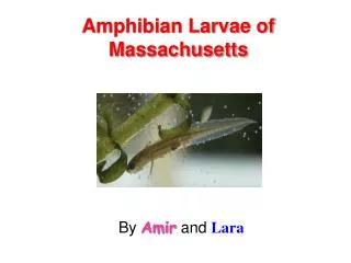 Amphibian Larvae of Massachusetts