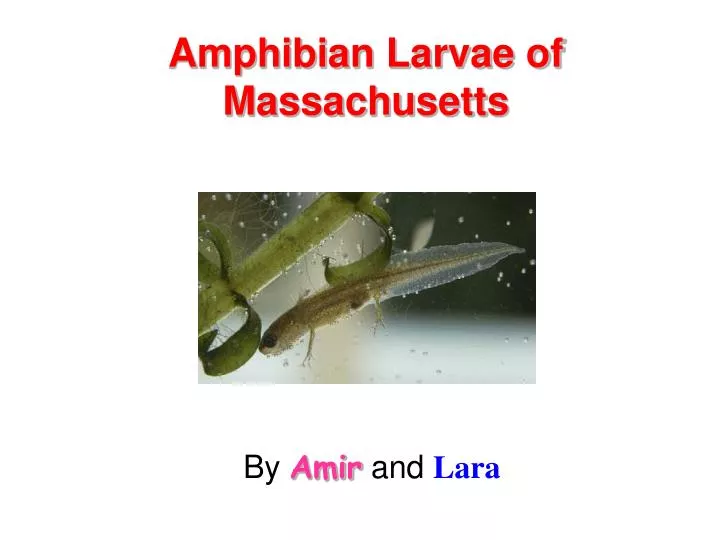 amphibian larvae of massachusetts