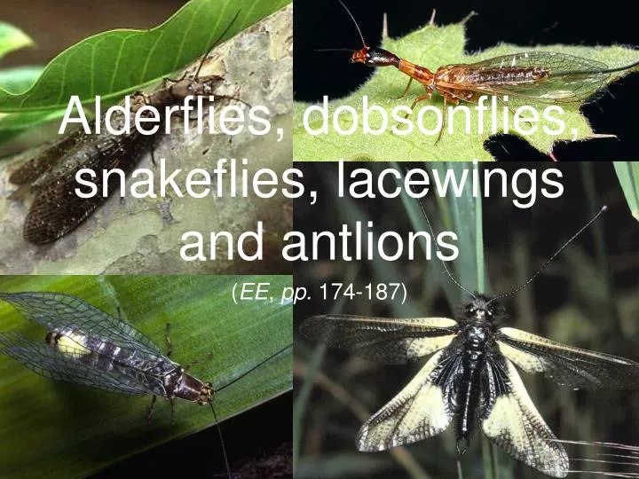 PPT - Alderflies, dobsonflies, snakeflies, lacewings and antlions ...