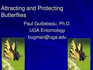 Attracting and Protecting Butterflies
