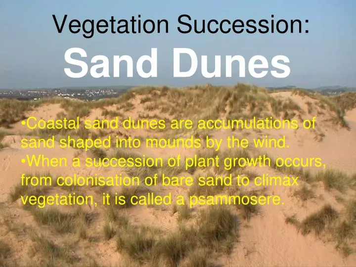 vegetation succession sand dunes