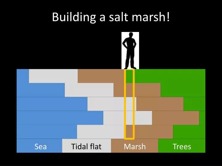 building a salt marsh