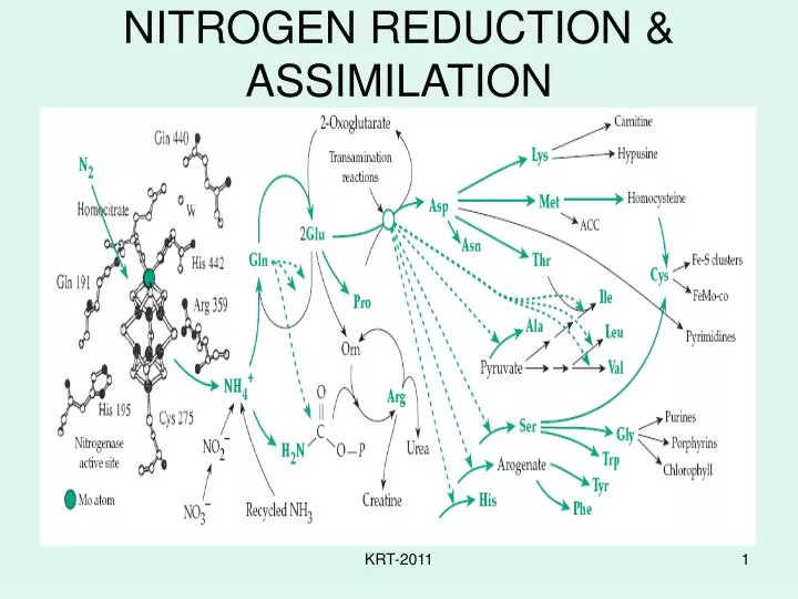 nitrogen reduction assimilation