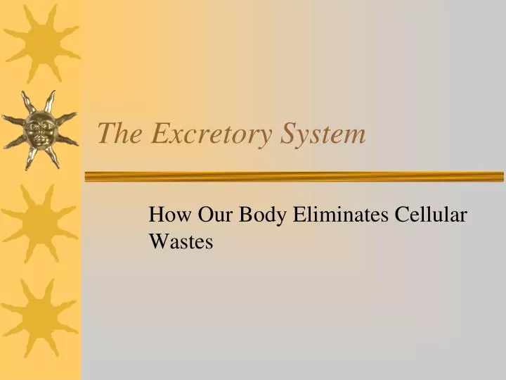 the excretory system