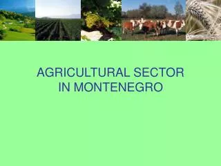 AGRICULTURAL SECTOR IN MONTENEGRO
