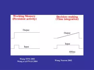 Wang TINS 2001 Wang et al PNAS 2004
