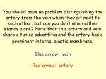 artery and vein quiz answer - slide 1