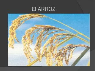 el arroz