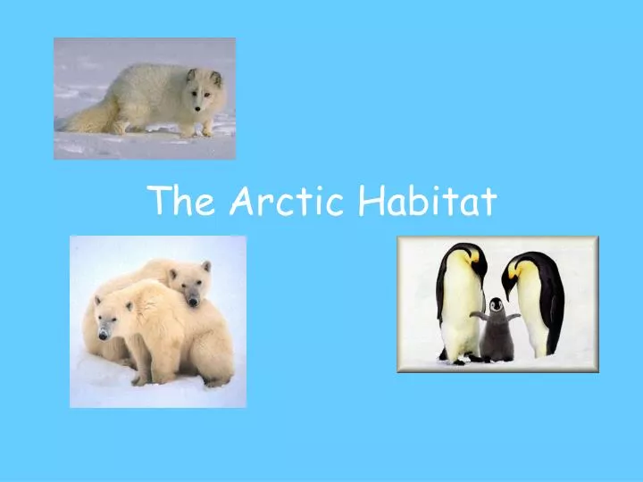 the arctic habitat