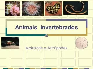 animais invertebrados