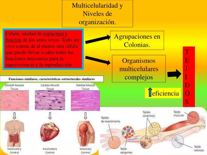 Cuáles son los 10 elementos principales de supervivencia? - STKR Concepts